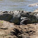 恐怖！大量の人々を喰らった殺人ワニ「ギュスターブ」とは？ 体長6m体重900kg…アフリカの生ける伝説