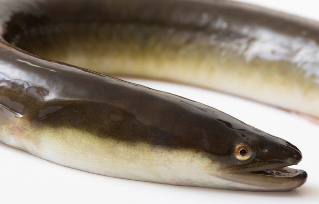 大阪 道頓堀川で絶滅危惧種「二ホンウナギ」生息確認！学術調査での捕獲は史上初！！