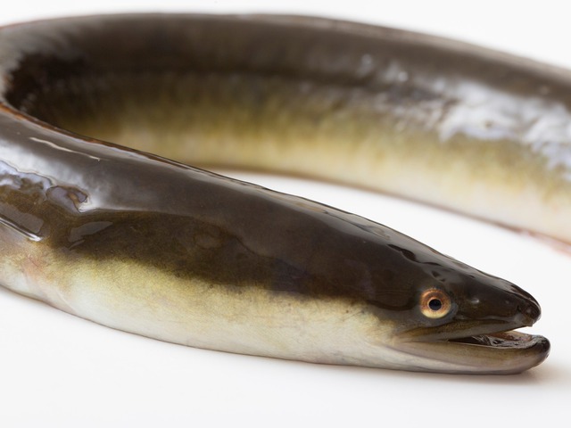 大阪 道頓堀川で絶滅危惧種「二ホンウナギ」生息確認！学術調査での捕獲は史上初！！