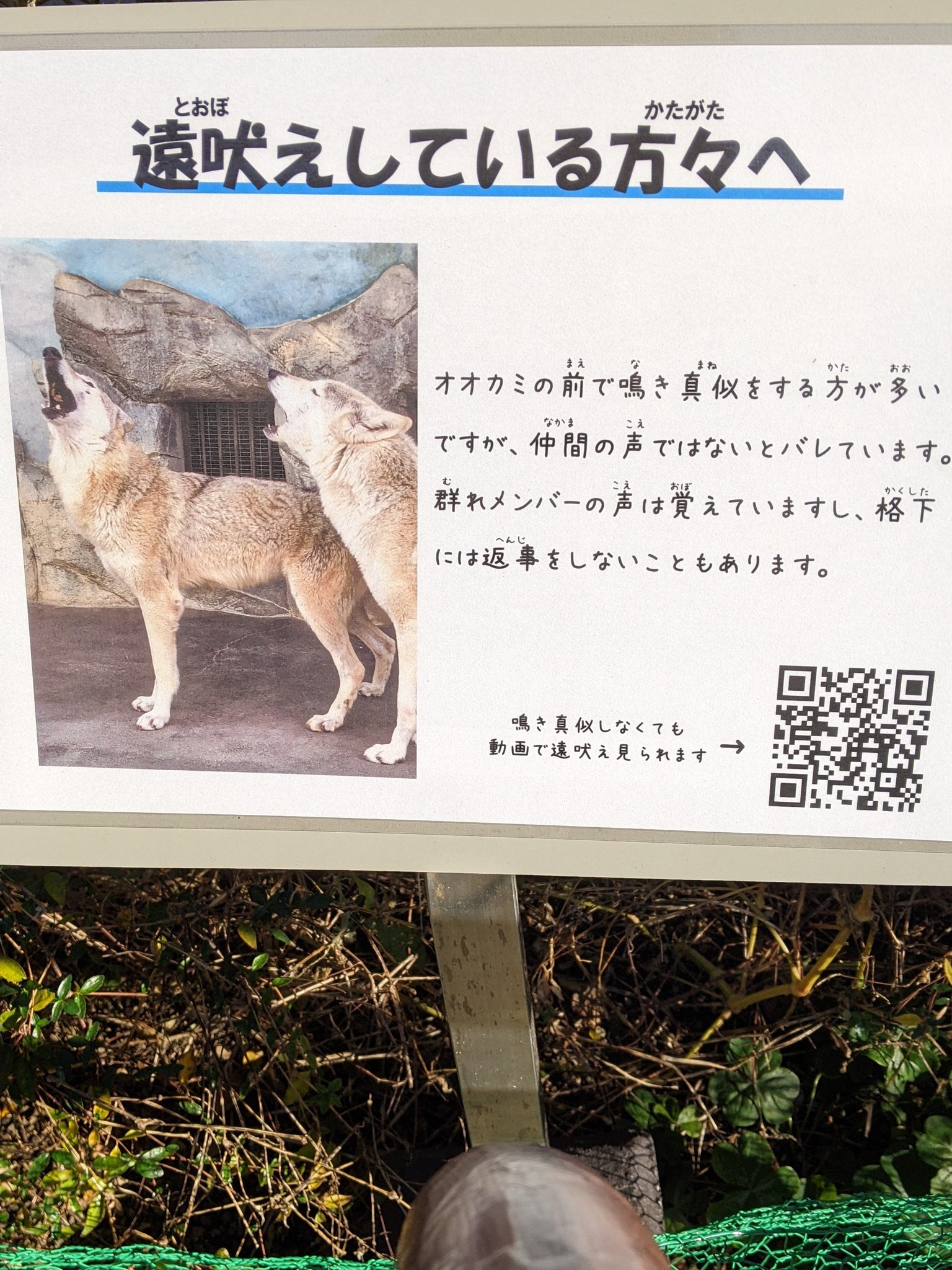 「遠吠えしている方々へ」のお知らせが話題に　オオカミの遠吠えを真似しても無駄　返事がない場合あなたは格下です。