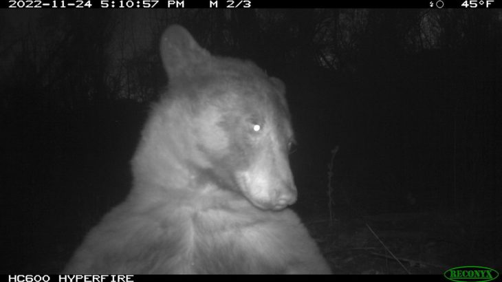 クマは自撮り好き？コロラド州ボルダーで、野生動物用のカメラが好奇心旺盛なクマの写真を撮影。