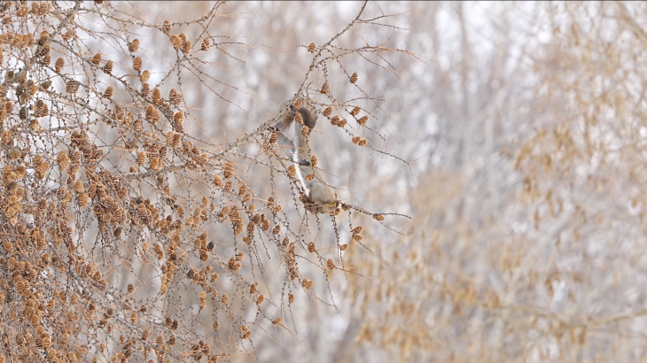 【4K動画】エゾリス Squirrel