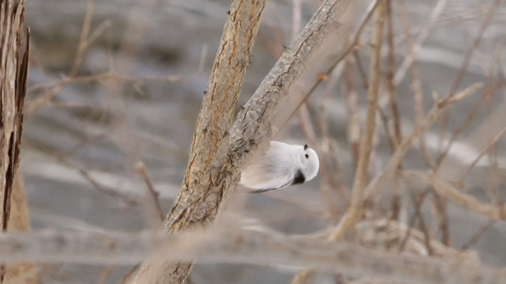 【4K動画】雪の妖精シマエナガ　Longtailedtit