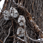 【4K動画】Siberian flying squirrel　エゾモモンガ