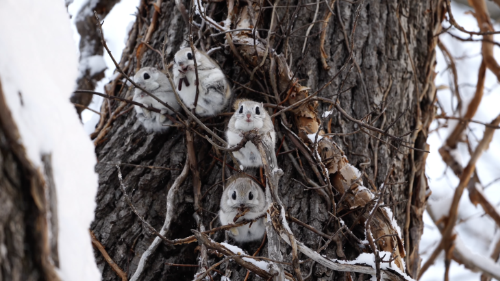 【4K動画】Siberian flying squirrel　エゾモモンガ